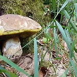 Ferienhaus Mauth 別荘 マウト