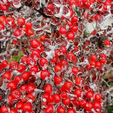 Сasa de vacaciones Ferienhaus Mauth Mauth