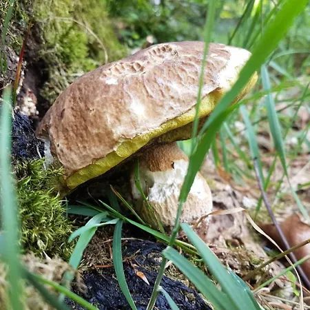 Ferienhaus Mauth Сasa de vacaciones