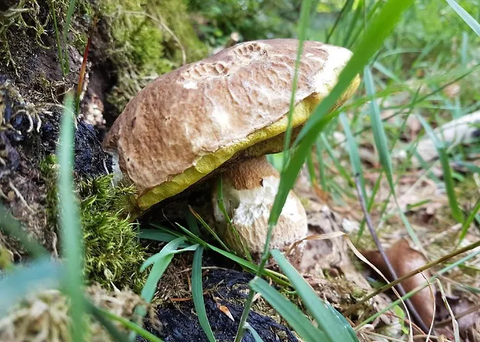 Ferienhaus Mauth Ferienhaus